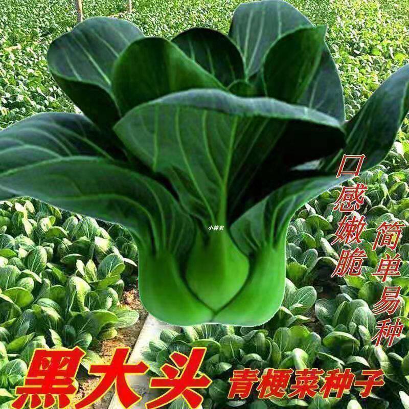 黑叶矮脚苏州青种子蔬菜种子大全秋冬四季播种2元包邮小商品88vip