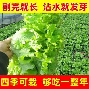 意大利生菜种子奶油玻璃生菜种子生吃可播种四季 小商品一分购 2元