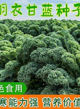 羽衣甘蓝种子绿色蔬菜种籽四季食用耐寒盆栽阳台庭院羽衣甘蓝菜籽