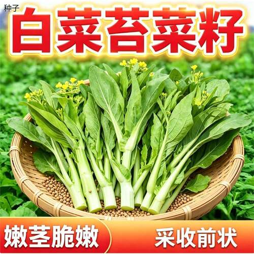 早熟正宗白菜苔种子种籽