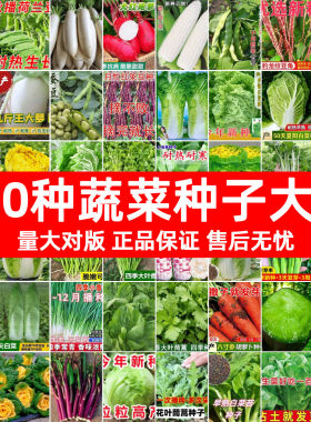 四季蔬菜种子大全多品种可选