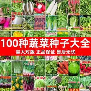 菜籽种大全四季蔬菜胡萝卜芹菜香菜籽生菜菠菜芥菜青菜大白菜种子