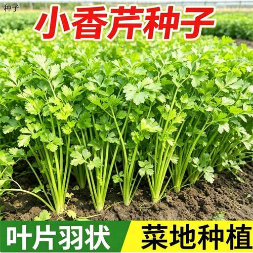 小香芹种子芹菜阳台盆栽
