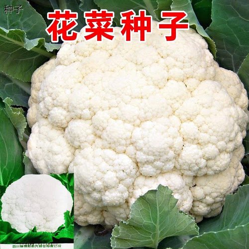 100天花菜松种子有籽青梗