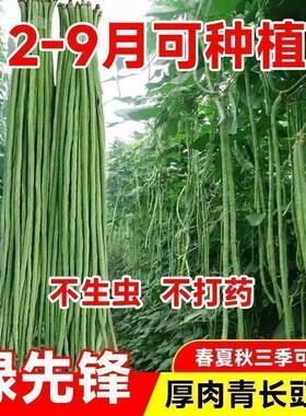 901 绿先锋青豆角种子特长豇豆翠绿色高产春秋2元包邮小商品88vip