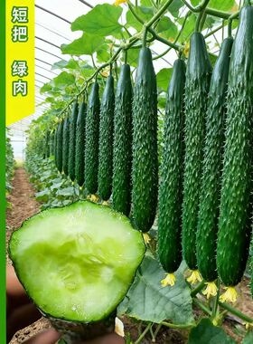 津研四号高产黄瓜种子