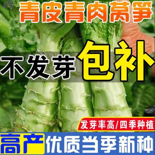 四季莴笋种子青皮青肉香