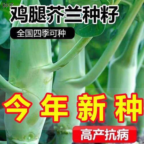 鸡腿芥兰种子四季耐热耐