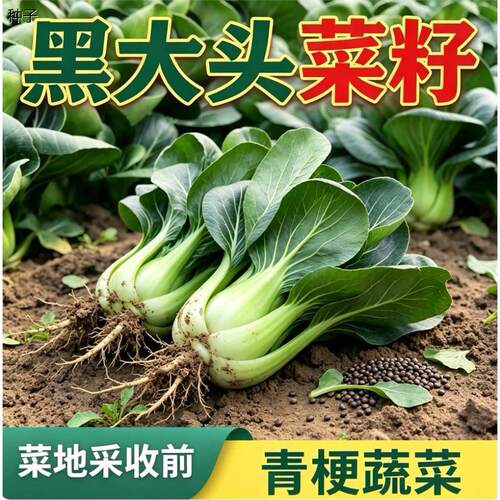 苏州青蔬菜种子适合露天