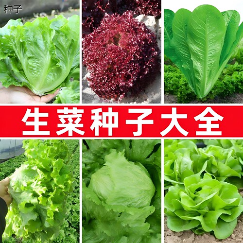 各种生菜种子高产抗病耐