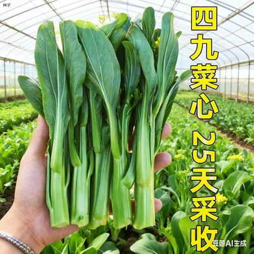 正宗四九菜心种子四季春