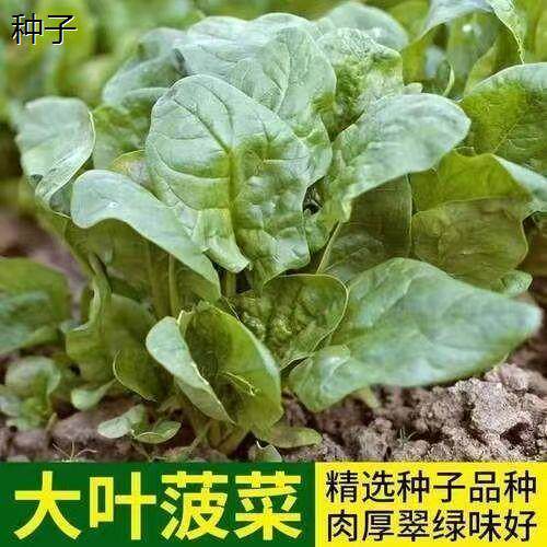 春季大叶菠菜种子翠绿蔬