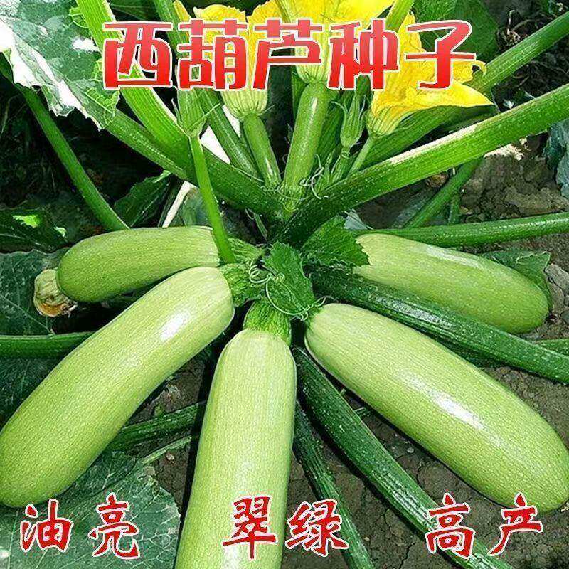 西葫芦种子早熟高产耐热抗病葫芦小瓜绿皮油亮2元包邮小商品88vip