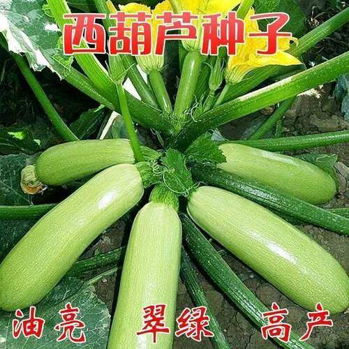 西葫芦种子早熟高产耐热抗病