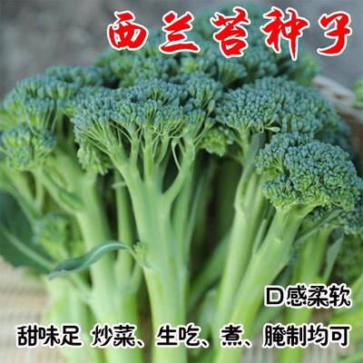 正宗有机西兰苔芥兰种子