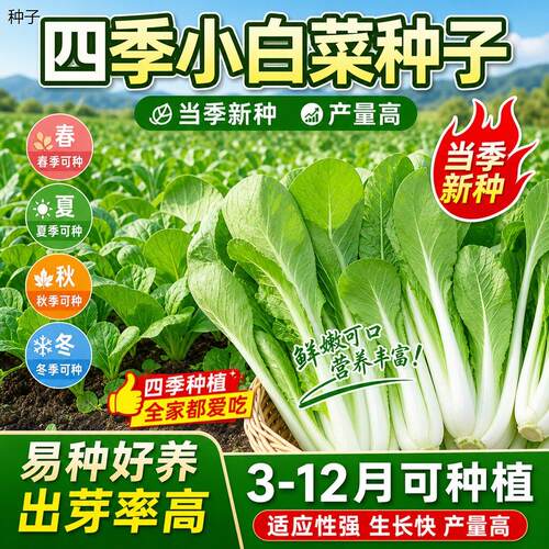 正宗四季奶油白菜籽种大