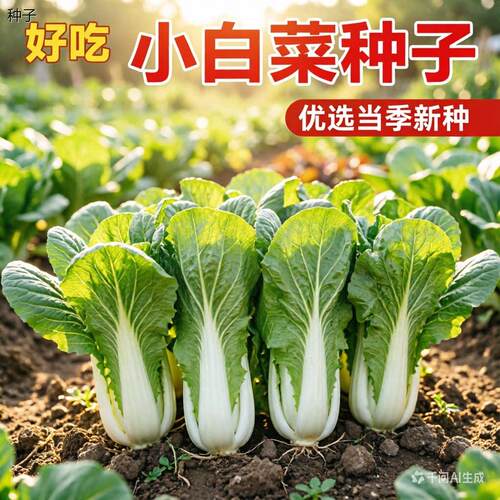 正宗四季速生小白菜种子