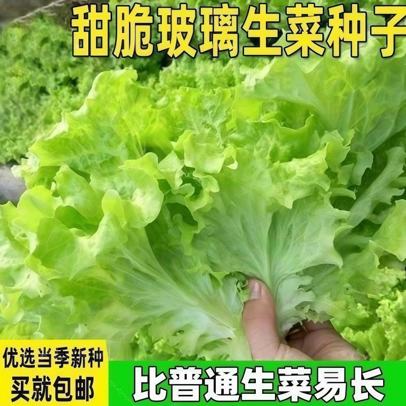 奶油生菜新鲜甜脆多汁沙拉菜