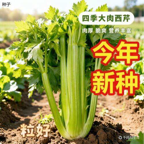 正宗大肉西芹种子芹菜种