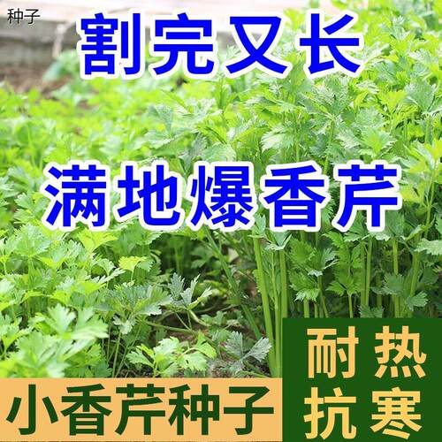 四季小香芹种子浓菜种籽