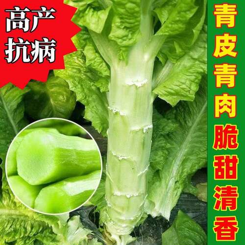 青皮尖叶莴笋种子耐热耐寒香脆