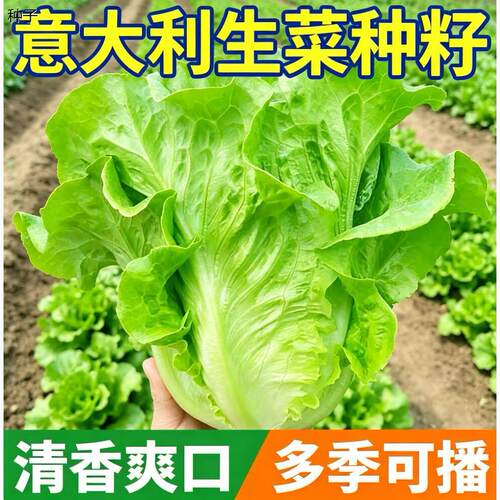 意大利生菜种子耐热四季