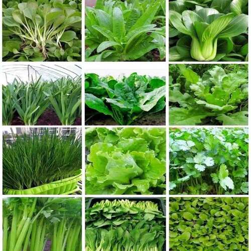 秋冬播四季叶菜种子大全