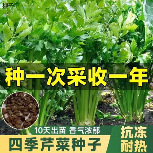 四季小香芹种子种籽苗秧
