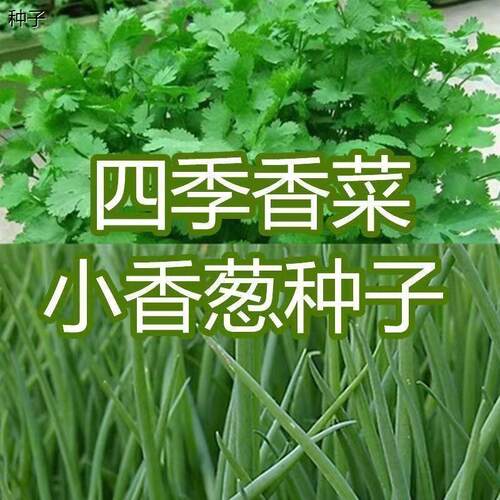 四季大叶香菜小香葱种子