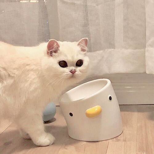 猫碗陶瓷斜口猫食盆小型犬狗碗狗盆不易打翻防黑下巴保护颈椎宠物