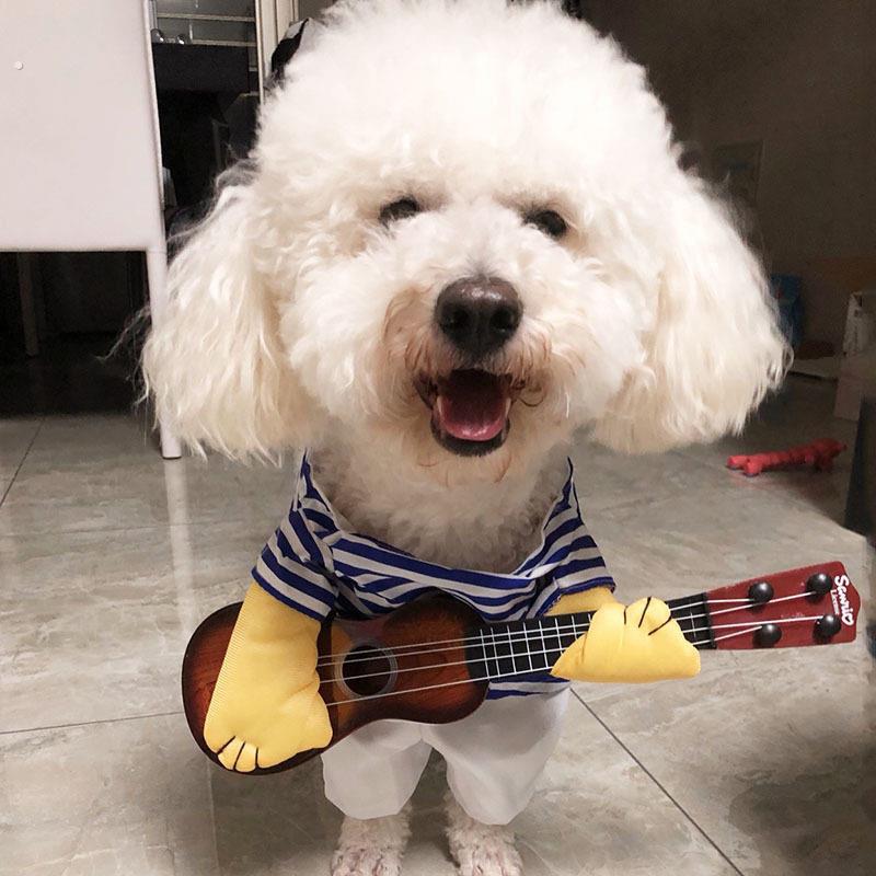 宠物猫咪狗狗网红搞怪搞笑衣服恶搞幼猫抖音春夏可爱泰迪柯基柴犬