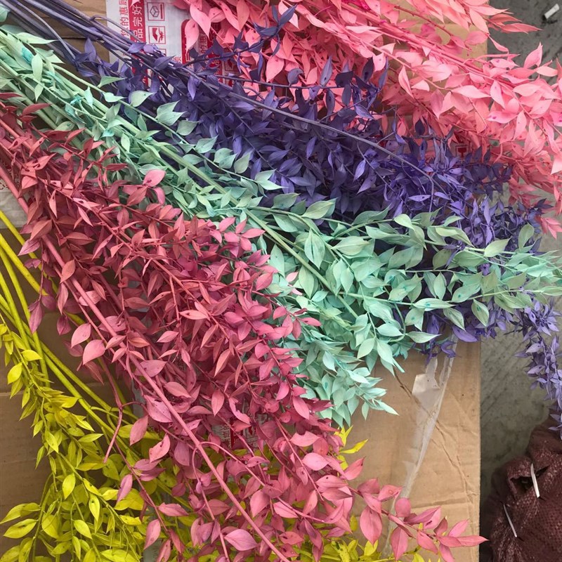 欧洲保鲜绿色富贵叶 熊猫竹干花 自然干花拍照家居装饰 zakka杂货