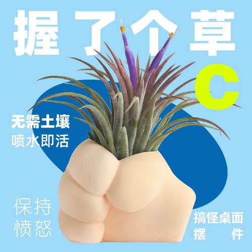 壹分皿空气凤梨空凤握瞭个草支架创意握草底座无土植物微景观