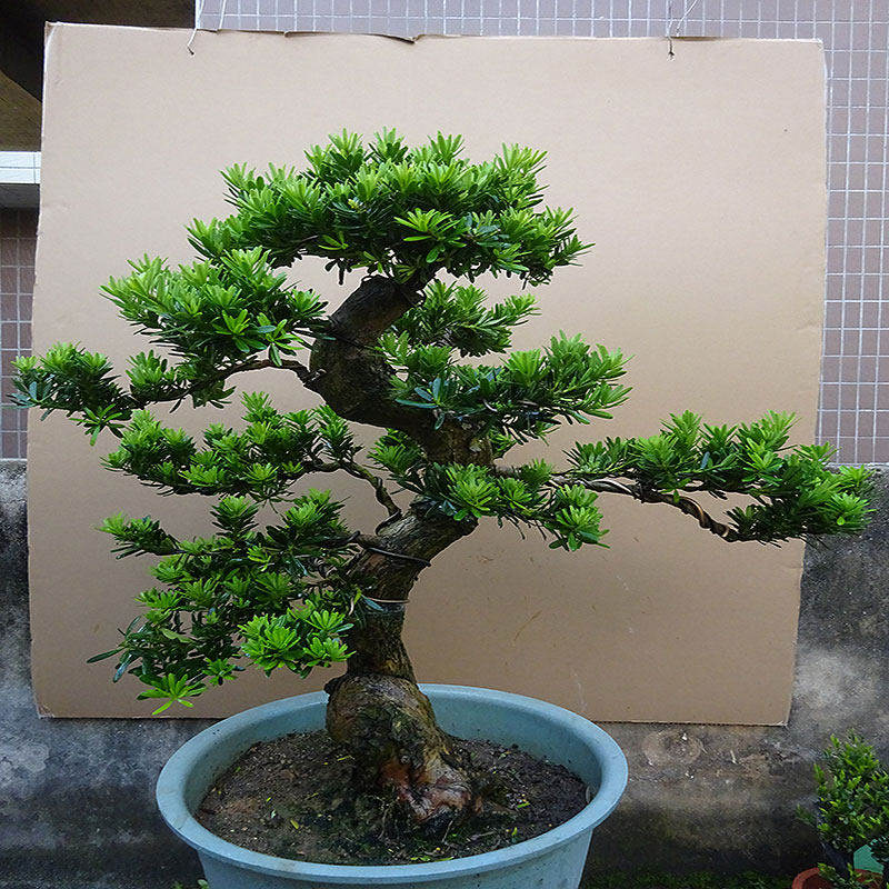 小叶罗汉松盆景树桩办公