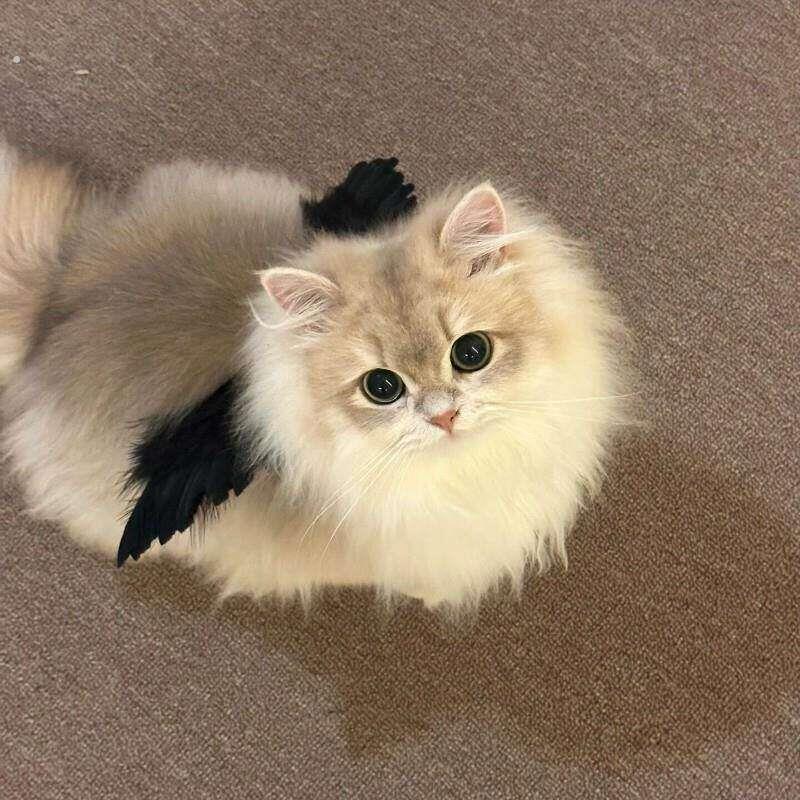 可爱宠物猫咪天使翅膀装饰中小型犬猫布偶英短拍照道具装扮服饰品