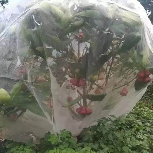 果树果园防虫网纱网大棚杨梅樱桃莲雾蓝莓蔬菜农用网罩网套