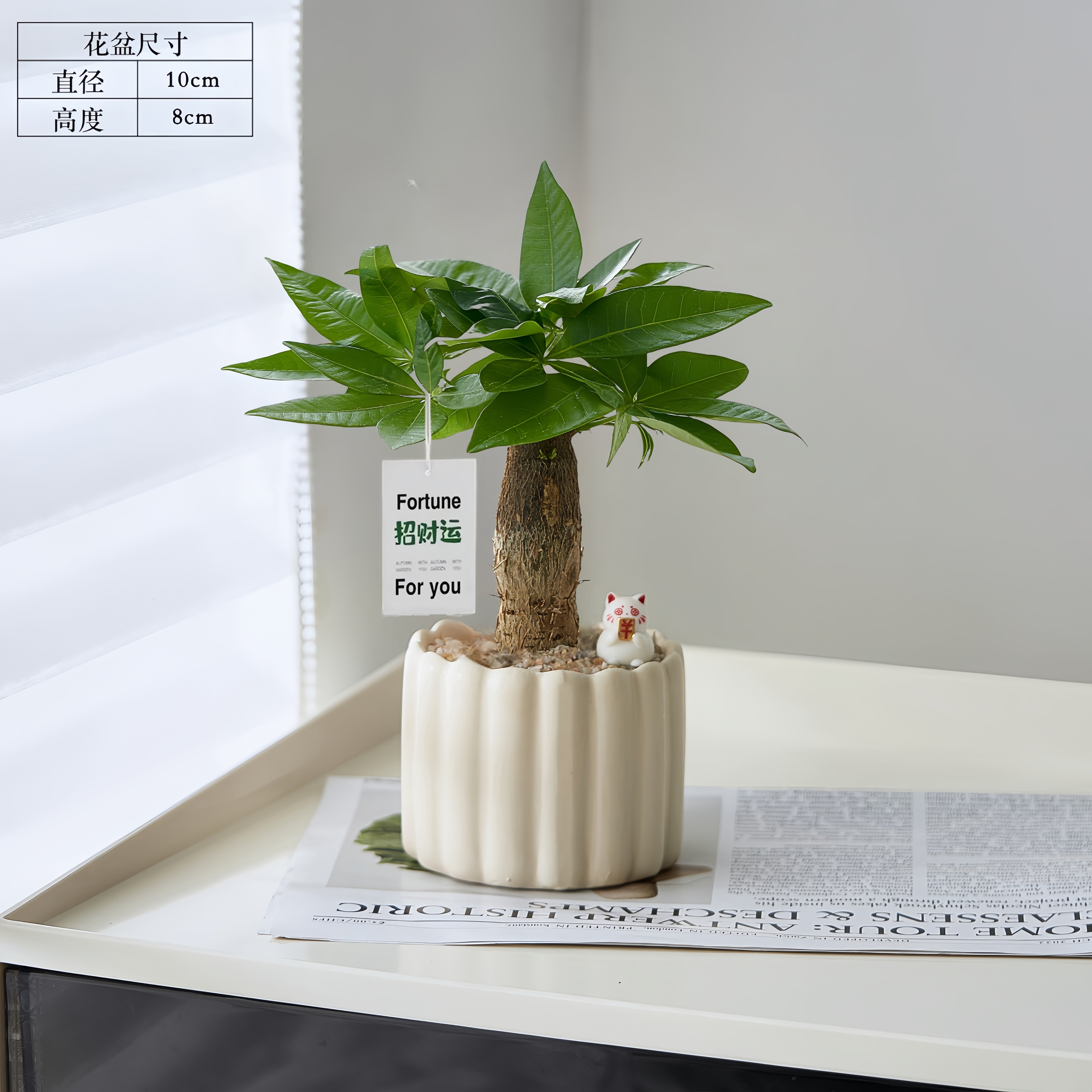 发财树小盆栽室内桌面绿植招财寓意好易养护办公室装饰植物