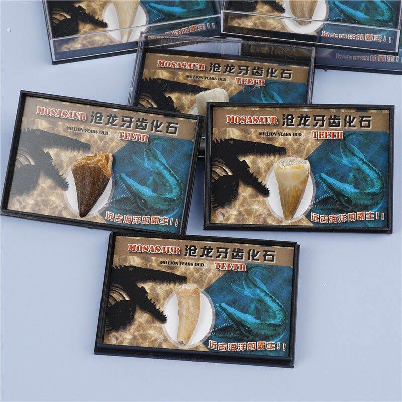 跨境货源天然海洋动物沧龙牙化石标本盒学生海洋科普教学材料
