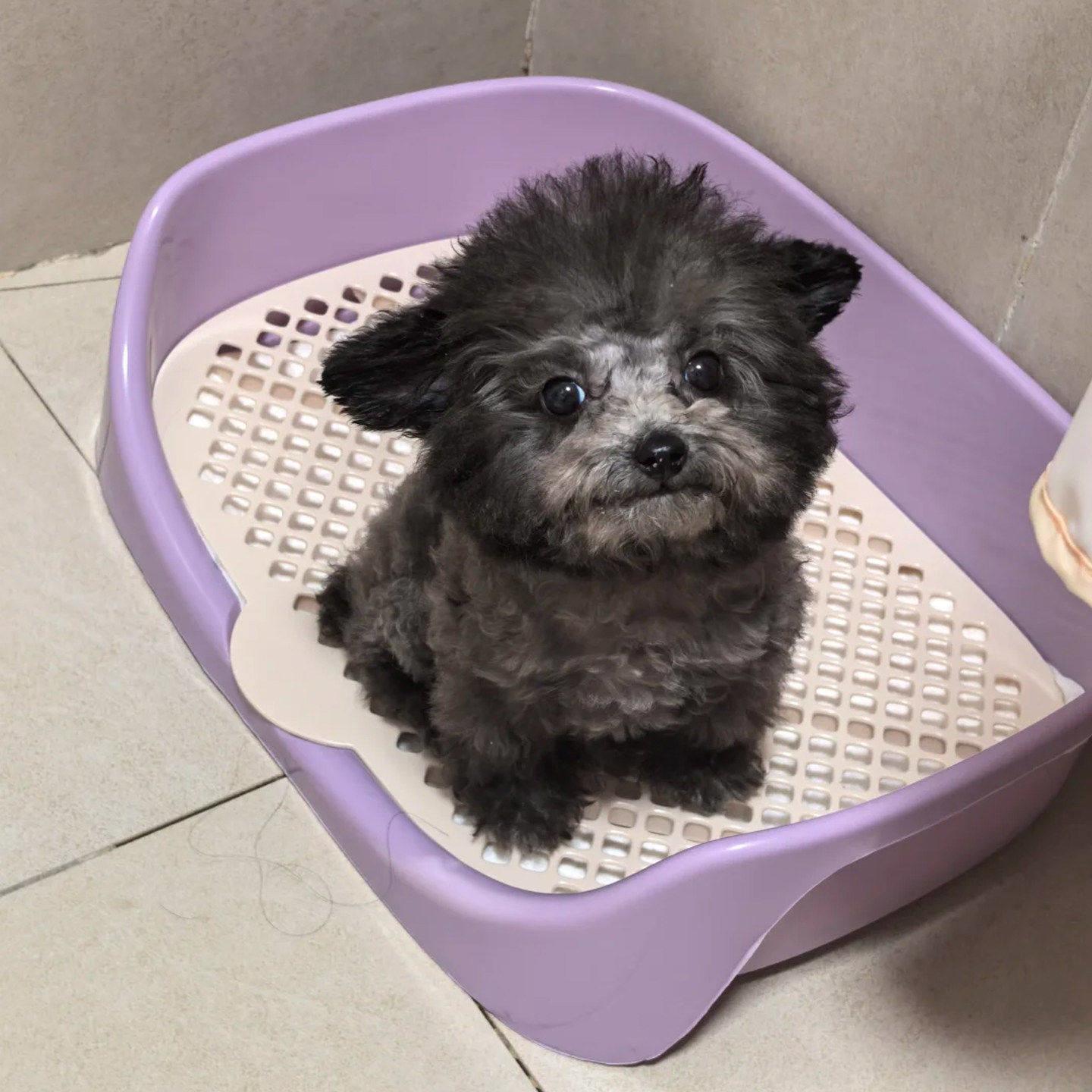 狗狗厕所中小型犬防踩屎防尿溅加高围挡定点排便训练网格便盆尿盆
