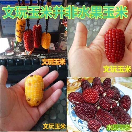 文玩玉米盘他手把件手盘物件把玩件手上盘的东西摆件送人饰品配饰