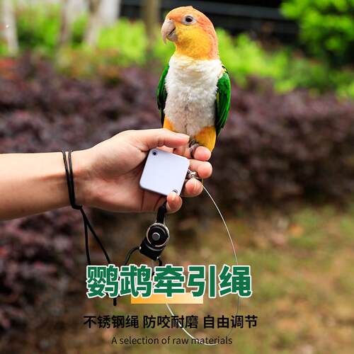 鹦鹉牵引绳专用放飞虎皮外出训练超轻活鸟遛鸟绳脚环不伤脚可挂颈