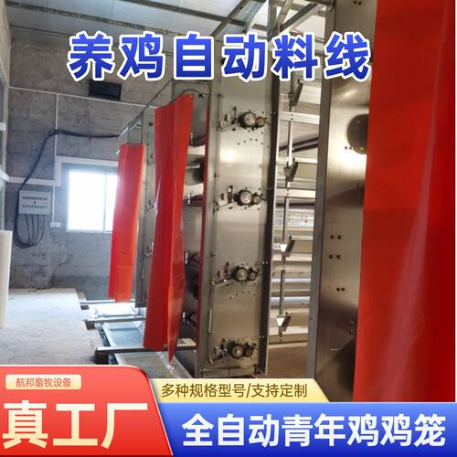 青年鸡笼 蛋鸡笼  H型自动化设备   养鸡场  养殖场实体工厂