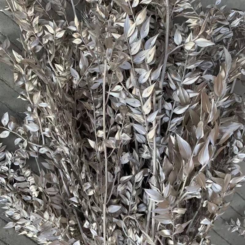 欧洲保鲜绿色富贵叶 熊猫竹干花 自然干花拍照家居装饰 zakka杂货