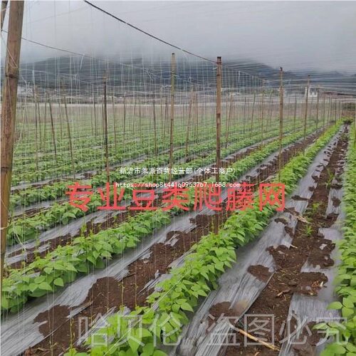 爬藤网豇豆植物荷兰豆植物爬藤网露天豆角网新型大棚爬藤网四季豆