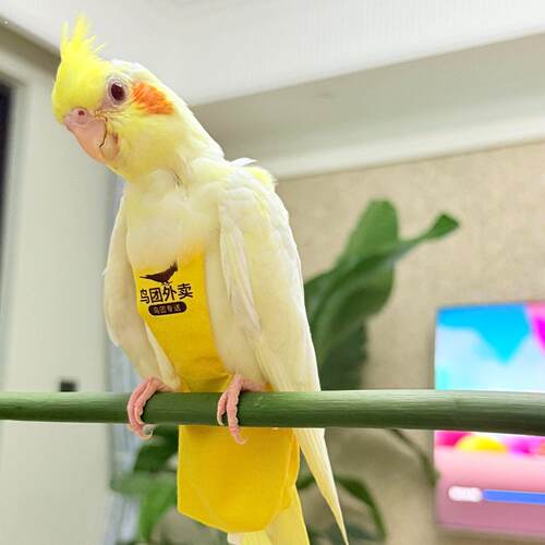鹦鹉屎兜牡丹玄凤虎皮小太阳纸尿裤透气可清洗鸟用尿不湿飞行衣服