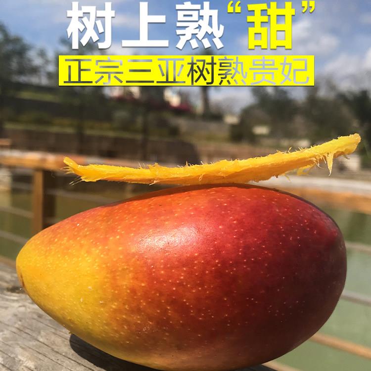 海南树上熟贵妃芒果三亚树熟自然熟红金龙新鲜水果4斤5斤8斤顺丰