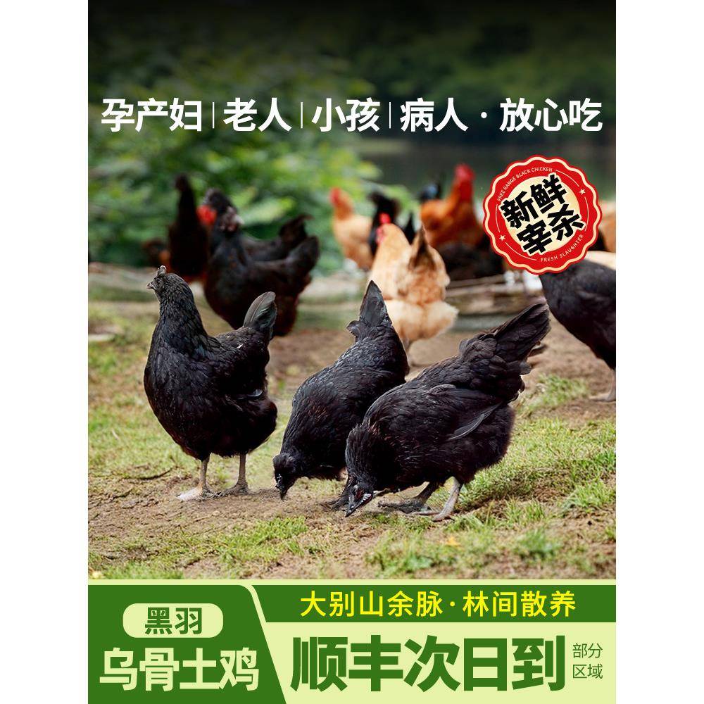 乌鸡新鲜现杀乌鸡活鸡老乌鸡土鸡农家散养鸡整祇正宗五黑乌骨鸡