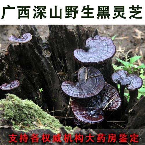 广西深山野生灵芝黑灵芝赤灵芝干货整枝可切片泡酒煲汤煮水整朵