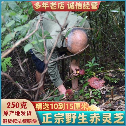 神农架野生灵芝整枝林芝菌250g可切片粉泡酒赤芝干货非灵芝孢子粉