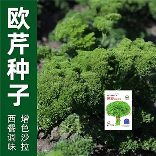 欧芹籽法香种子春秋冬季洋欧芹盆栽香草种子芹菜籽四季播蔬菜种孑